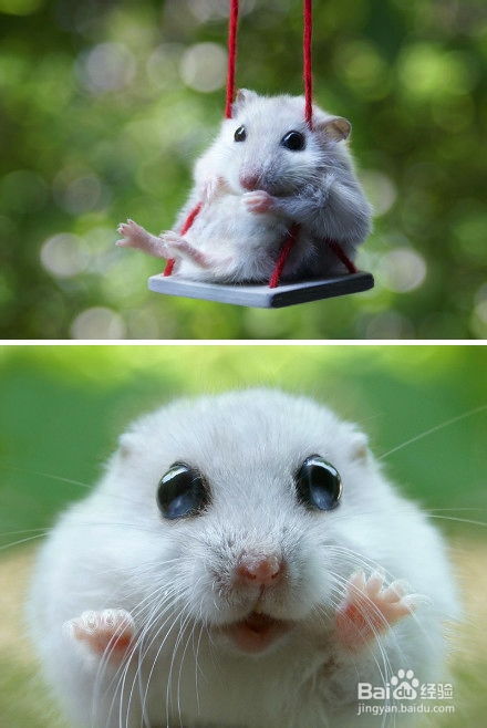 龙、狗、鼠、鸡:2025年天天免费资料百度和5555同新奥一肖一特预测分析l完整释义、专家解读解释与落实,警惕虚假的假诱导扣 龙、狗、鼠、鸡:2025年天天免费资料百度和5555同新奥一肖一特预测分析l完整释义、专家解读解释与落实,警惕虚假的假诱导扣