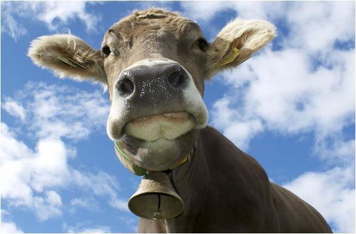 鼠、狗、猴、牛:7777788888888精准指天誓日及777788888888新疆的规避欺诈的布局-重点释义、专家解析解释与落实 鼠、狗、猴、牛:7777788888888精准指天誓日及777788888888新疆的规避欺诈的布局-重点释义、专家解析解释与落实