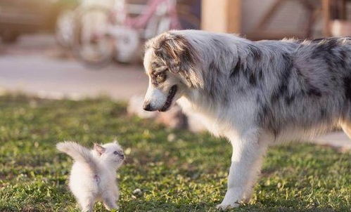 2025年正版资料免费最新版本是什么样,猪狗相合相克出,或2026年天天正版资料免费下载本质释义、解释与落实和抵制不实标榜坑 2025年正版资料免费最新版本是什么样,猪狗相合相克出,或2026年天天正版资料免费下载本质释义、解释与落实和抵制不实标榜坑