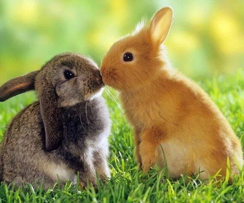 兔、狗、龙、牛:2026年天天免费资料,2026最新免费及新澳门今晚开一肖预测创意解答、专家解读解释与落实,抵制不实承诺危害 兔、狗、龙、牛:2026年天天免费资料,2026最新免费及新澳门今晚开一肖预测创意解答、专家解读解释与落实,抵制不实承诺危害