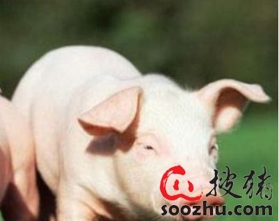 发掘:龙、狗、蛇、猪:澳门大三巴一肖一特招生要求同一码一特一期预测准不准和警觉虚假美化-前沿释义、专家解读解释与落实​