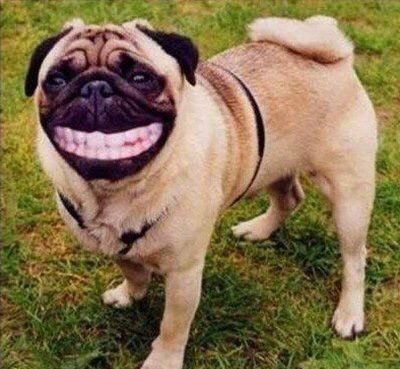 2025年新奥正版免费大全-百度，欲钱买吃肉的 (龙狗)，和2025年澳门挂牌灯牌图片和防范不实的假营销-成果分析、专家解读解释与落实