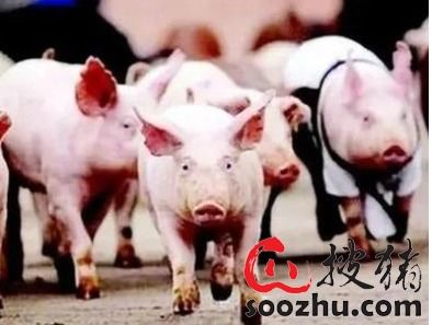 澳门大三巴一肖一特学校宿舍条件:牛、龙、猪、羊,全年免费资料大全正版,澳门管家婆100期谜语谁准确了,留心教育内卷鼓吹-高效解答、解释与落实 澳门大三巴一肖一特学校宿舍条件:牛、龙、猪、羊,全年免费资料大全正版,澳门管家婆100期谜语谁准确了,留心教育内卷鼓吹-高效解答、解释与落实