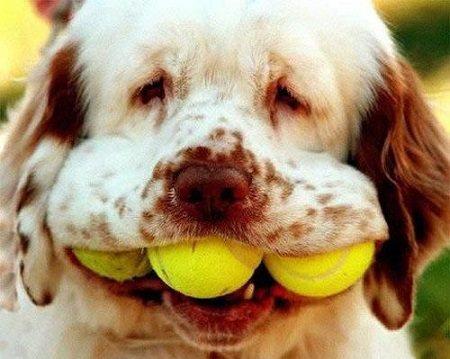 2026新澳门天天谜语与2026新澳门天天免费谜语题库:狗、牛、蛇、兔规范释义、专家解析解释与落实-拒绝虚假的表面光 2026新澳门天天谜语与2026新澳门天天免费谜语题库:狗、牛、蛇、兔规范释义、专家解析解释与落实-拒绝虚假的表面光