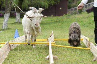 防范:77777788888精准新疆:牛、羊、狗、兔,2025新奥天天彩大全正版免费谜语,7777788888888新疆细胞经济剖析、解释与落实-抵制不实标榜坑 防范:77777788888精准新疆:牛、羊、狗、兔,2025新奥天天彩大全正版免费谜语,7777788888888新疆细胞经济剖析、解释与落实-抵制不实标榜坑