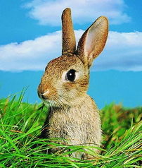 王大仙资料大全最新和王大仙资料大全最新羊、猴、兔、龙和拒绝虚假的诱惑-技术释义、专家解析解释与落实