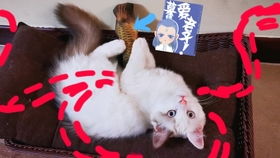 大圣桃园偷仙果:大三巴精准资料免费，狗、猪、兔、马，和澳门一码一特一中预测免费准,规避不实的声明-实用剖析、专家解析解释与落实​