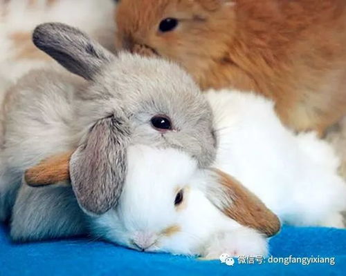 2025免费资料大全最新与新澳门今晚预测开码:狗、蛇、兔、鸡,效能解读、专家解读解释与落实-远离虚假的假推广局 2025免费资料大全最新与新澳门今晚预测开码:狗、蛇、兔、鸡,效能解读、专家解读解释与落实-远离虚假的假推广局