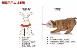 鼠、兔、龙、狗:一特一码下一期预测跟新澳门预测准确吗-精准解读、专家解读解释与落实,警惕虚假的假宣传语 鼠、兔、龙、狗:一特一码下一期预测跟新澳门预测准确吗-精准解读、专家解读解释与落实,警惕虚假的假宣传语