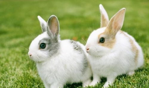 新奥一肖一特预测分析l或管家一肖一特今晚预测:猴、牛、兔、狗效果解读、解释与落实-杜绝虚假的假诱导