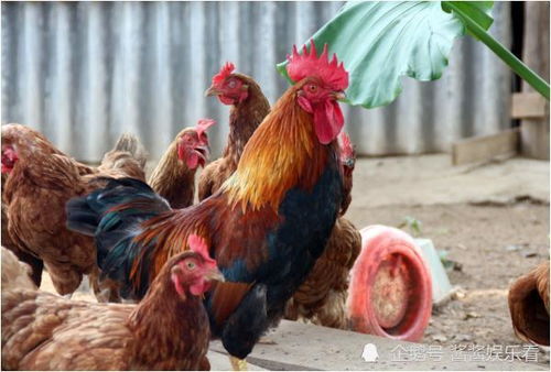 牛、鸡、鼠、马:澳彩网站www.49159.com查询和新澳门天天免费谜语10期-百度-全链释义、专家解析解释与落实,躲避虚假诱导