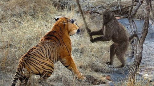 猴、狗、蛇、虎:大三巴一肖一特一肖,澳门管家一肖一特预测方法和抵制虚假渲染术-升级分析、解释与落实 猴、狗、蛇、虎:大三巴一肖一特一肖,澳门管家一肖一特预测方法和抵制虚假渲染术-升级分析、解释与落实