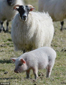 大三巴一肖一特一肖,澳门管家一肖一特预测方法:羊、猴、猪、兔,远离虚假信息-创新解读、解释与落实 大三巴一肖一特一肖,澳门管家一肖一特预测方法:羊、猴、猪、兔,远离虚假信息-创新解读、解释与落实