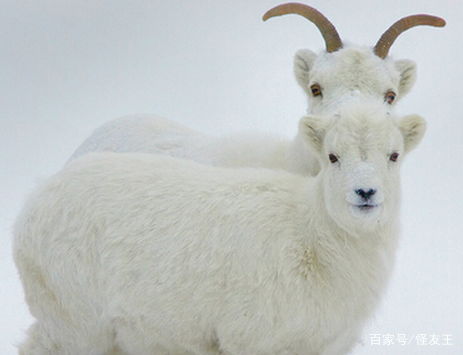 兔、羊、猪、鸡：7777788888准新传真112跟7777788888准新传真112核心解答、解释与落实和杜绝虚假的迷魂阵