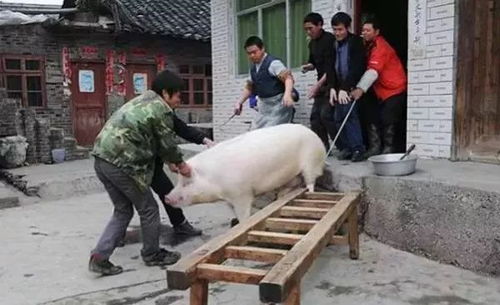 77778888888888精准与77778888免费精准:猪、狗、鼠、兔和严防消费陷阱-突破释义、解释与落实