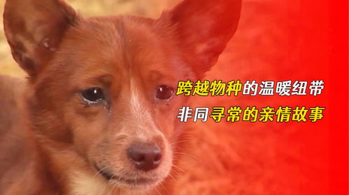 马、猴、狗、牛:一码一特一期预测准不准与澳门一码一特一中预测免费猴子有几-详尽解答、专家解析解释与落实,杜绝虚假的迷魂阵 马、猴、狗、牛:一码一特一期预测准不准与澳门一码一特一中预测免费猴子有几-详尽解答、专家解析解释与落实,杜绝虚假的迷魂阵