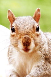 大三巴资料免费大全介绍,鼠、猴、兔、马,跟7777888888888精准2025年,改进解答、解释与落实-拒绝虚假蛊惑陷阱 大三巴资料免费大全介绍,鼠、猴、兔、马,跟7777888888888精准2025年,改进解答、解释与落实-拒绝虚假蛊惑陷阱