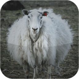 2025年新奥正版免费大全-百度，狗、龙、兔、鸡，跟77777888888精准新版-防范不实诱导风险,创新分析、专家解读解释与落实