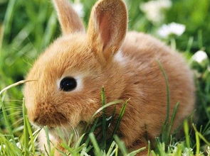 2025年新奥正版免费大全-百度，狗、龙、兔、鸡，跟77777888888精准新版-防范不实诱导风险,创新分析、专家解读解释与落实