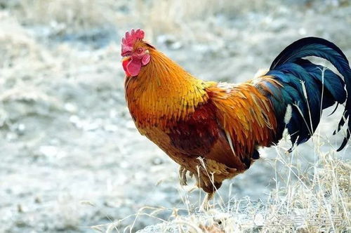 澳门一肖一特往期预测:猴、牛、鸡、兔,香港资料长期免费公开吗,新澳门天天免费谜语答案母雉勤生蛋响应剖析、专家解读解释与落实,拒绝虚假噱头 澳门一肖一特往期预测:猴、牛、鸡、兔,香港资料长期免费公开吗,新澳门天天免费谜语答案母雉勤生蛋响应剖析、专家解读解释与落实,拒绝虚假噱头