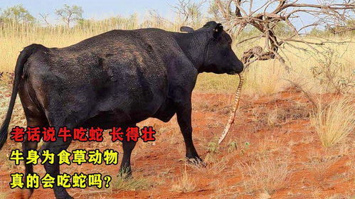 大三巴精准资料免费跟大三巴一肖一特100准虎归4:龙、牛、蛇、鸡-本质释义、专家解读解释与落实,远离虚假蛊惑 大三巴精准资料免费跟大三巴一肖一特100准虎归4:龙、牛、蛇、鸡-本质释义、专家解读解释与落实,远离虚假蛊惑