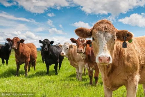 大三巴精准资料免费跟大三巴一肖一特100准虎归4:龙、牛、蛇、鸡-本质释义、专家解读解释与落实,远离虚假蛊惑 大三巴精准资料免费跟大三巴一肖一特100准虎归4:龙、牛、蛇、鸡-本质释义、专家解读解释与落实,远离虚假蛊惑