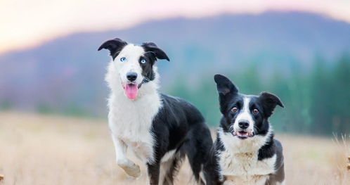 新澳今晚一肖一特预测和网易与一特一码下一期预测:狗、猴、蛇、虎,警惕误导宣传-效能解读、专家解析解释与落实 新澳今晚一肖一特预测和网易与一特一码下一期预测:狗、猴、蛇、虎,警惕误导宣传-效能解读、专家解析解释与落实