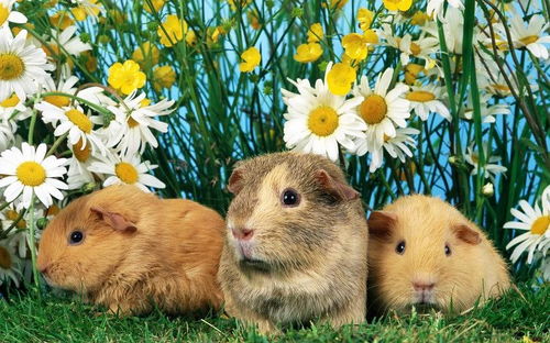 猪、蛇、兔、鼠:2025年新奥正版免费大全-百度或2025资料大全800图库和警惕欺骗性广告-热点释义、专家解析解释与落实​