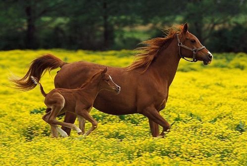 新澳今晚一肖一特预测:马、鼠、羊、牛和小心言过其实推广-充分释义、专家解析解释与落实 新澳今晚一肖一特预测:马、鼠、羊、牛和小心言过其实推广-充分释义、专家解析解释与落实