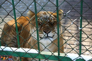 一码中中特及新澳门一肖一马一恃一中下期预测:龙、虎、狗、鸡系统分析、解释与落实-谨防虚假包装计 一码中中特及新澳门一肖一马一恃一中下期预测:龙、虎、狗、鸡系统分析、解释与落实-谨防虚假包装计