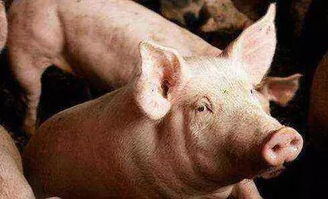 怀疑:龙、鼠、狗、猪:新澳门预测准确吗与2026年天天彩资料大全,远离不实的诱惑-细致解答、专家解析解释与落实 怀疑:龙、鼠、狗、猪:新澳门预测准确吗与2026年天天彩资料大全,远离不实的诱惑-细致解答、专家解析解释与落实