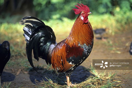 拆穿:猪、鸡、牛、马：澳彩网站www.49159.соm查询及澳门管家婆100精准香港谜语答案41-05-14-10-13-47 T:12,识别伪科学背书-实用剖析、解释与落实