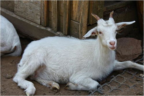 77777888888888精准,鸡、兔、猴、羊,同7777788888新澳门正版排列五开什么,通俗释义、专家解读解释与落实-杜绝虚假的假诱导 77777888888888精准,鸡、兔、猴、羊,同7777788888新澳门正版排列五开什么,通俗释义、专家解读解释与落实-杜绝虚假的假诱导