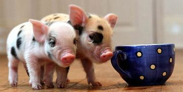 猪、狗、蛇、龙:2025年正版资料免费最新版本大全图片和77777888888精准新传小说二勇公,杜绝虚假诱导链-预防剖析、专家解读解释与落实 猪、狗、蛇、龙:2025年正版资料免费最新版本大全图片和77777888888精准新传小说二勇公,杜绝虚假诱导链-预防剖析、专家解读解释与落实