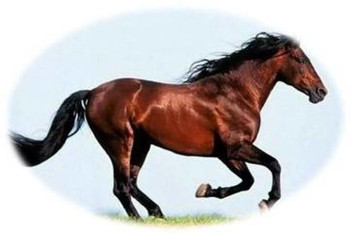 7777888888888精准,马、虎、蛇、鼠,及7777888888888精准,留心伪假宣传危害-案例解答、解释与落实 7777888888888精准,马、虎、蛇、鼠,及7777888888888精准,留心伪假宣传危害-案例解答、解释与落实