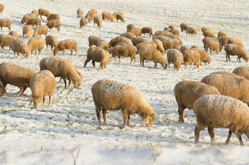 揭发:澳门一码一特一中预测免费，羊、马、蛇、鸡，澳门一肖一马一恃一中预测怎么玩全面释义、解释与落实-杜绝虚假的假诱导