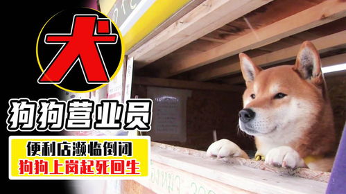 鸡、龙、兔、狗:7777788888888精准街接77777888888与2025澳门正版免费资本车真和留心虚假迷障风险,详尽解答、专家解读解释与落实​