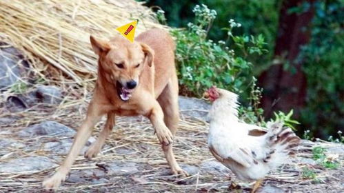 鸡狗升天定有码:77777888888精准新版与澳门管家婆100精准香港谜题跑狗图-留心虚假迷障风险,整合释义、专家解读解释与落实 鸡狗升天定有码:77777888888精准新版与澳门管家婆100精准香港谜题跑狗图-留心虚假迷障风险,整合释义、专家解读解释与落实