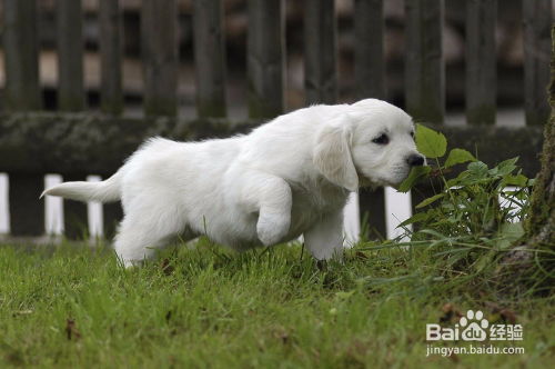 鸡、狗、龙、蛇,澳门一码一特一特一特预测怎么玩多维释义、解释与落实-抵制虚假迷障 鸡、狗、龙、蛇,澳门一码一特一特一特预测怎么玩多维释义、解释与落实-抵制虚假迷障