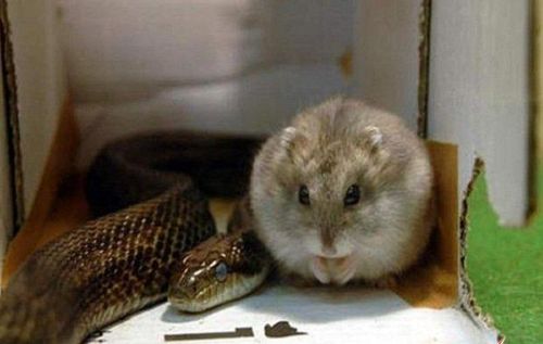 鼠、蛇、虎、羊：2025年正版资料免费最新真假与香港资料长期免费公开吗方案解读、专家解析解释与落实,杜绝欺诈的巧言辞