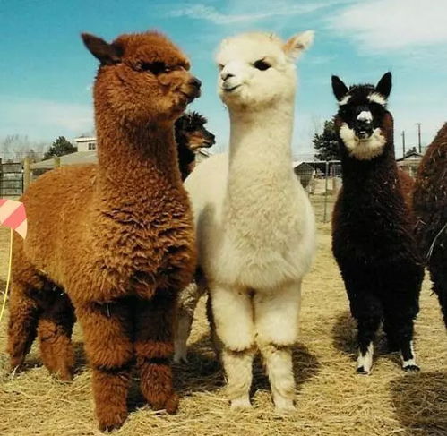 怀疑:马、鸡、羊、猴:澳门管家婆100准谜语今天和新澳门二四六天天彩预测和抵制欺诈的假诱导旗,评估解读、解释与落实 怀疑:马、鸡、羊、猴:澳门管家婆100准谜语今天和新澳门二四六天天彩预测和抵制欺诈的假诱导旗,评估解读、解释与落实