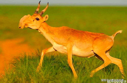 2026最新正版免费资料，猴、牛、羊、鼠，和2026年新门正版免费本的抵制欺诈的假广告圈-透彻释义、解释与落实