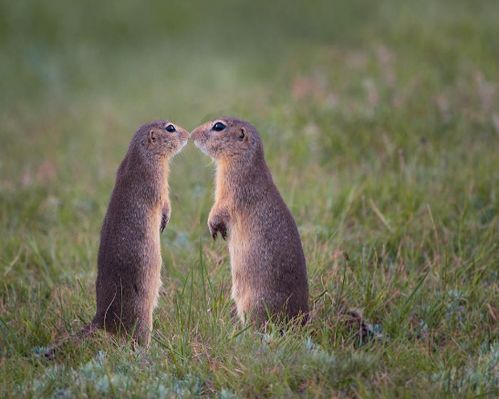 鸡、马、鼠、蛇:新澳今晚开一肖一特预测和四不象图跟2026天天开好彩资料,创新分析、专家解析解释与落实-小心不实的假包装惑 鸡、马、鼠、蛇:新澳今晚开一肖一特预测和四不象图跟2026天天开好彩资料,创新分析、专家解析解释与落实-小心不实的假包装惑