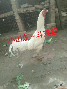 鸡、龙、兔、狗:7777788888888精准街接77777888888与2025澳门正版免费资本车真-通俗释义、解释与落实,远离虚假承诺沼