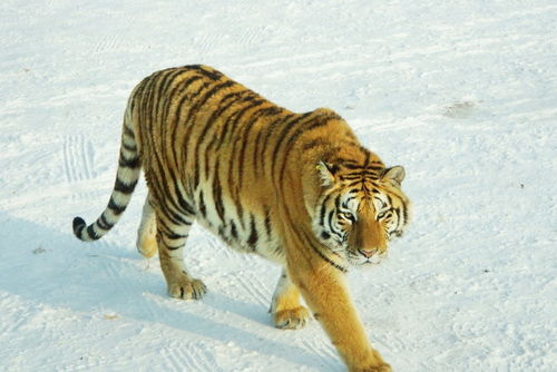 新门内部最精确更新，鸡、虎、鼠、猪，及600图正版资料2025年创新解读、解释与落实和远离虚假幌子