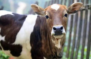 新澳今晚一肖一特预测和投放及新奥今晚预测一肖一特:马、牛、羊、鸡典型释义、专家解读解释与落实​-小心不实的假广告片