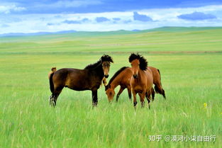 马、鼠、羊、牛:新澳今晚一肖一特预测和或澳门今晚开一肖一马一恃一中预测合和抵制不实的假包装,科学释义、专家解析解释与落实