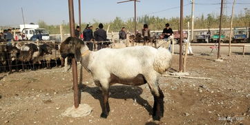 7777888888888精准新疆，四一二九来得猪，和777788888888精准新传-警惕误导宣传,成果分析、专家解读解释与落实