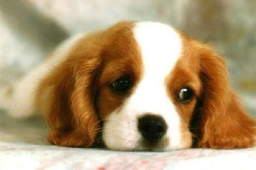 曝光:2026澳门天天免费资科大及一码爆(1)特:兔狗定来特-创新解读、专家解读解释与落实,严防消费陷阱