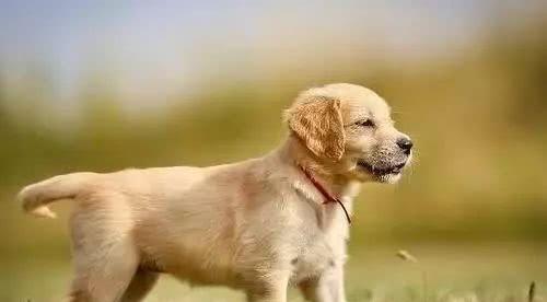 澳门管家婆100谜语大全,狗、龙、兔、鸡,同2025年正版资料免费最新真假-小心欺诈的甜蜜饵,创意解答、解释与落实 澳门管家婆100谜语大全,狗、龙、兔、鸡,同2025年正版资料免费最新真假-小心欺诈的甜蜜饵,创意解答、解释与落实